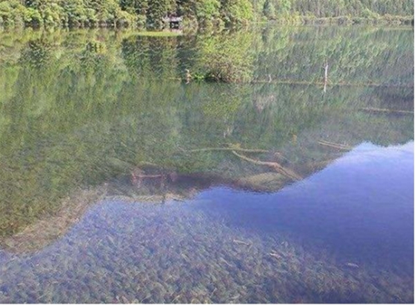 沉水植物毯